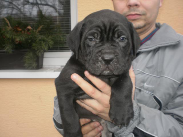 bandog_2