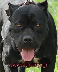 bandog