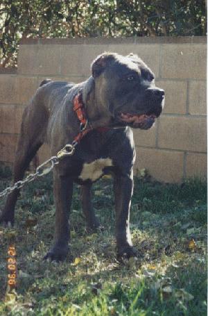 bandog
