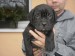 bandog_2