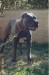 bandog